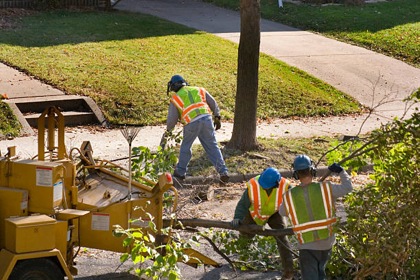 Best Hedge Trimming  in Buckhead Ridge, FL